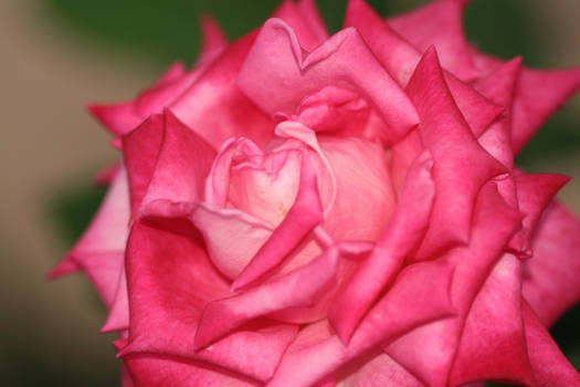 Pink rose 1