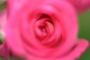 Pink rose 2