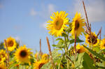 Sunflower04 by Sandgroan