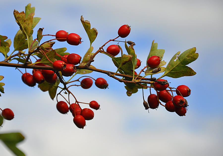 Red Berry Weather