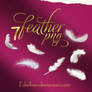 Feather png pack