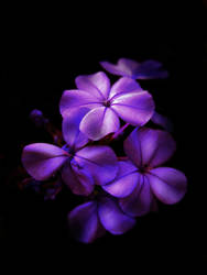 purple flowers