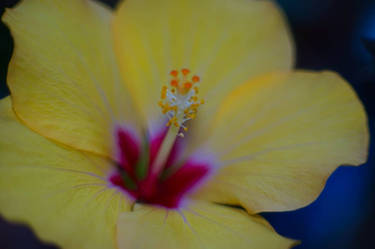 Hibiskus 