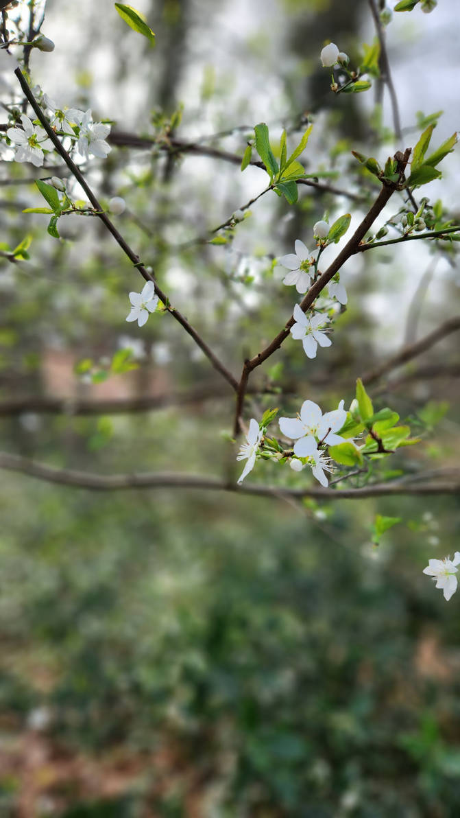 Weather Wind Spring Deviantart Spring by shockowind on DeviantArt