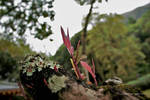 Gloomy Spring by joycentric