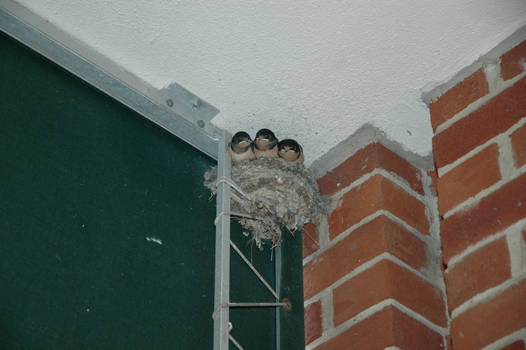 Baby Birds