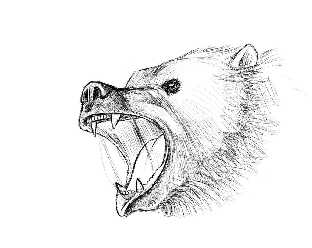 Bears Stock Photos, Images, & Pictures | Shutterstock | Bear Face Drawing, Bear Sketch, Angry Bear