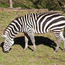OKC Zoo - Zebra