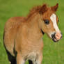 Foal