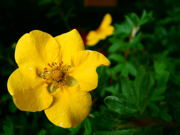 Forbidden flower