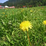 mountain flowers