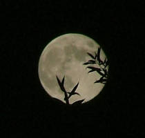 Moon and leaves