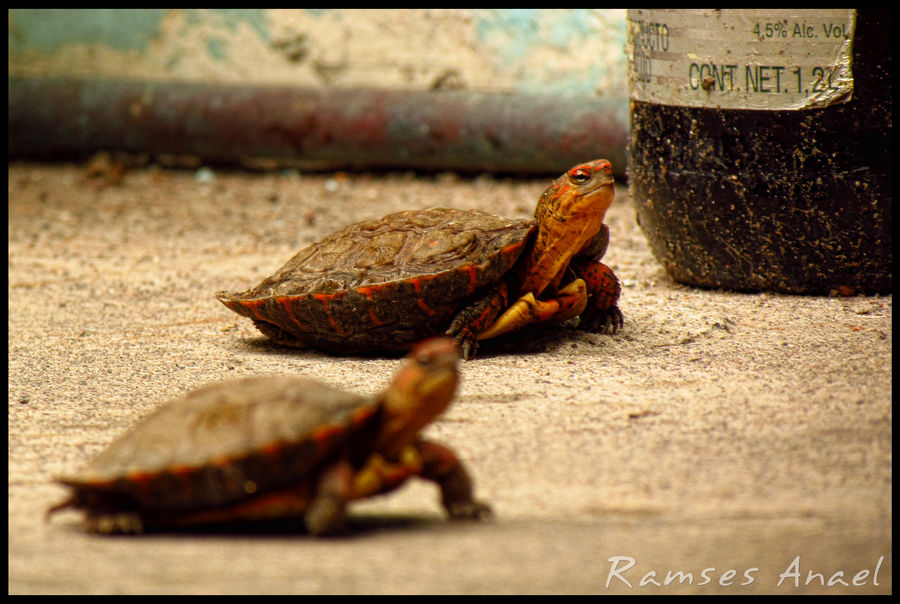 Turtle Rac Turtle race! by Ramses-Anael on DeviantArt
