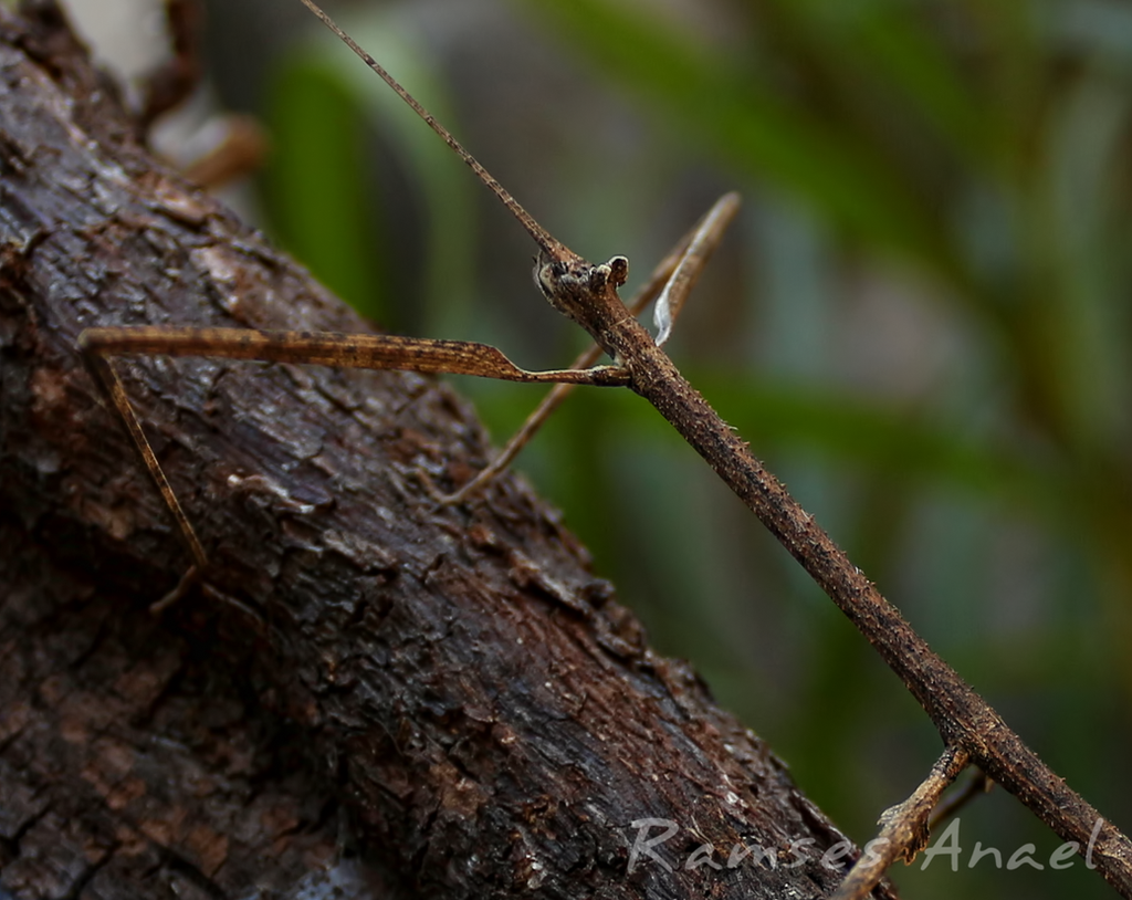 APN Features: Insect Crypsis by StemmyBotanist on DeviantArt