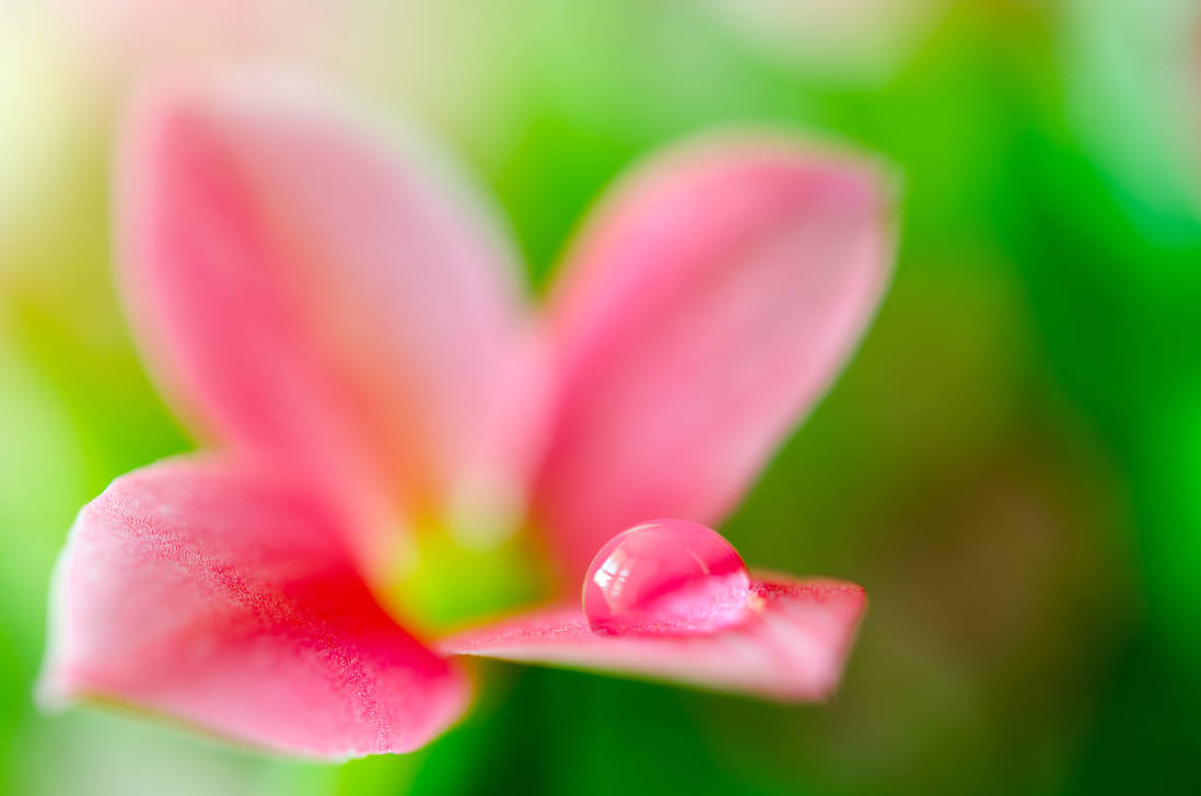 Flower Macro by Rentapest