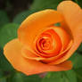 Orange rose #1