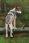 Wolves in the forest Detail1 by furocious-studios