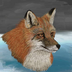 Red Fox HS 1 by furocious-studios