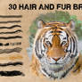 Hair And Fur Brushes 2