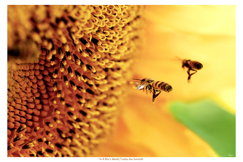 In A Bee's World