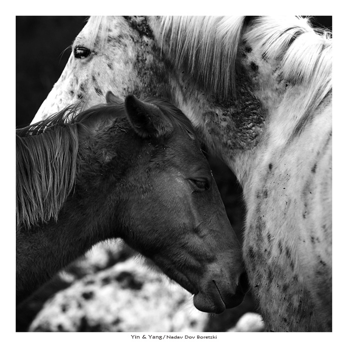 Yin and Yang by NadavDov
