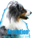 BlueMerleAussie