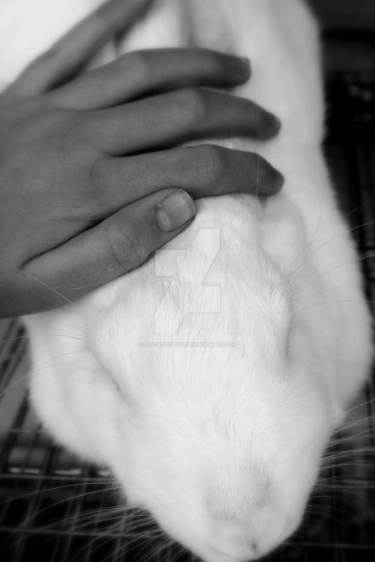 bunny snoozing by elizaloobbq on DeviantArt