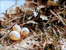 Unlucky bird eggs