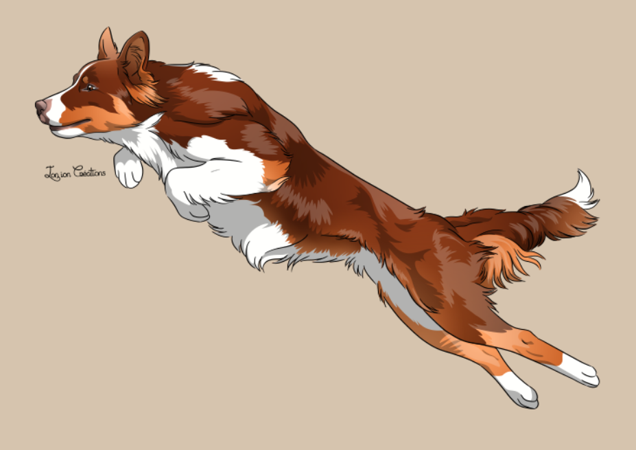 Collie agility online