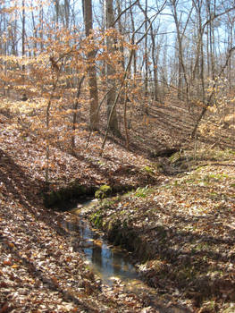 Small Creek in a Forest