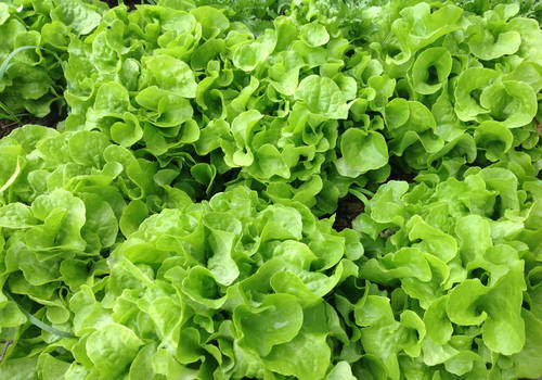 Panisse Lettuce