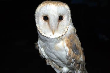 eros the owl by night