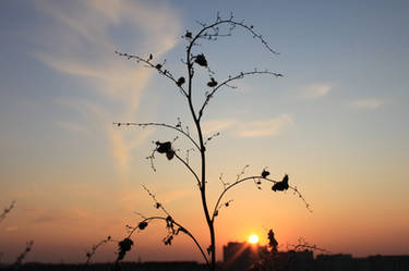 twig with sunset.