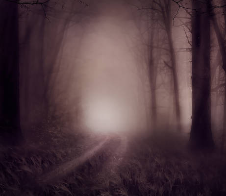 Foggy Wood backgrounds