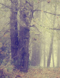 Misty Wood 1