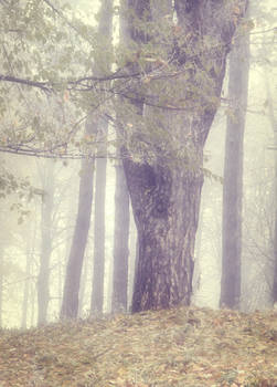 Misty Wood 2