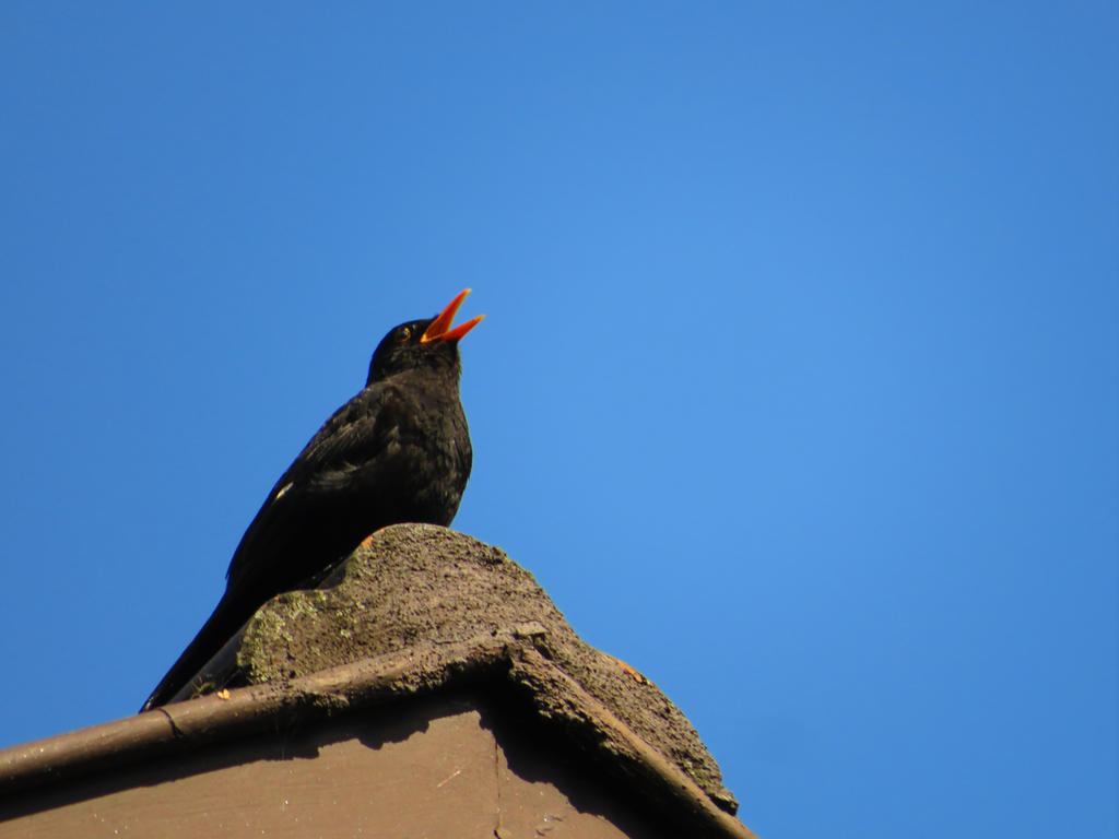 Black singer by Morrauwen on DeviantArt