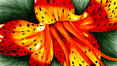 Tiger Lily Drawn On The 7-24-13