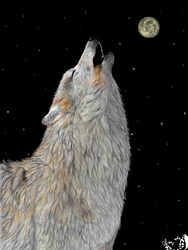 Wolf online drawing 6-16-12