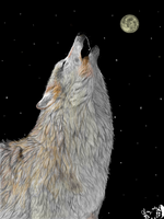 Wolf online drawing 6-16-12