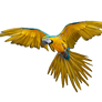 Flying parrot PNG images, free download