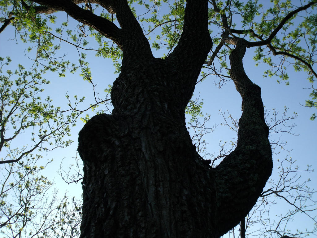 Old Walnut Tree