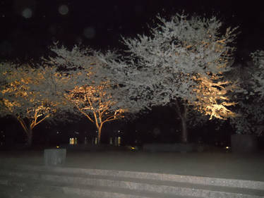 Blossoms by FDR Memorial