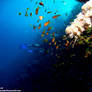 Deep view