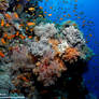 beautiful Coral