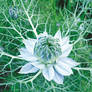 Nigella damascena