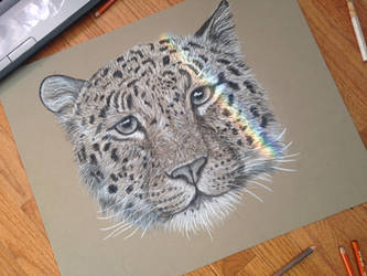 Charcoal Leopard