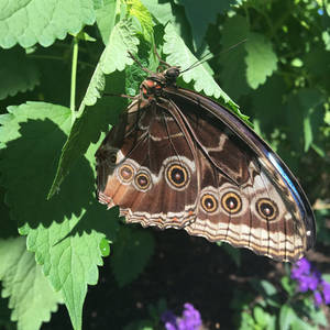 Butterfly at Botanic Gardens