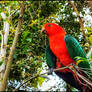 King Parrot, Sydney