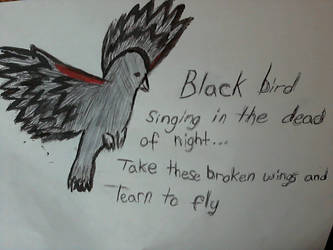 Black bird fly
